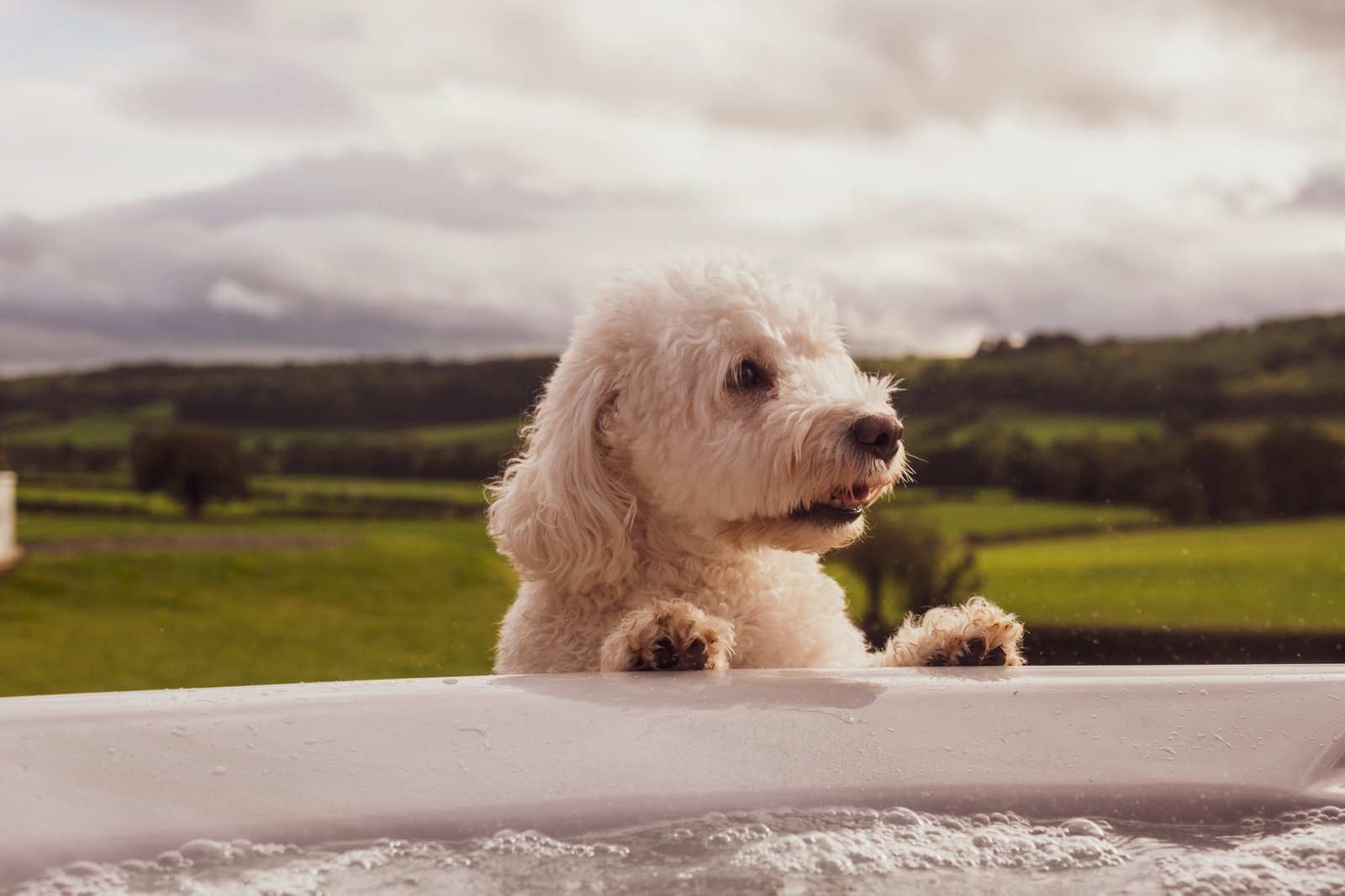 Dog enjoying the Pontypinna countryside